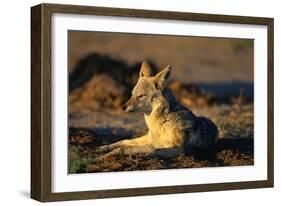 Blackbacked Jackal at Dawn-Paul Souders-Framed Photographic Print