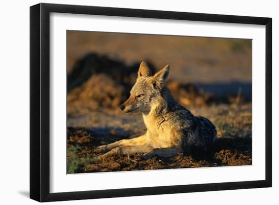 Blackbacked Jackal at Dawn-Paul Souders-Framed Photographic Print