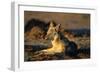 Blackbacked Jackal at Dawn-Paul Souders-Framed Photographic Print