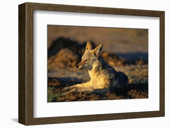 Blackbacked Jackal at Dawn-Paul Souders-Framed Photographic Print