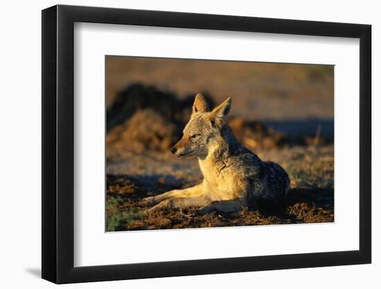 Blackbacked Jackal at Dawn-Paul Souders-Framed Photographic Print