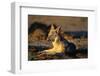 Blackbacked Jackal at Dawn-Paul Souders-Framed Photographic Print