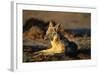 Blackbacked Jackal at Dawn-Paul Souders-Framed Photographic Print