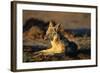 Blackbacked Jackal at Dawn-Paul Souders-Framed Photographic Print