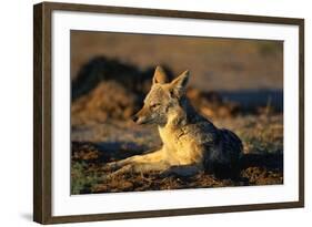 Blackbacked Jackal at Dawn-Paul Souders-Framed Photographic Print