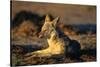 Blackbacked Jackal at Dawn-Paul Souders-Stretched Canvas