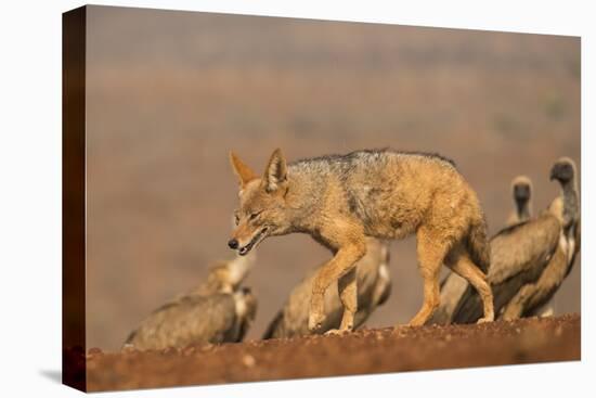 Blackbacked jackal (Canis mesomelas) with whitebacked vultures (Gyps africanus), Zimanga private ga-Ann and Steve Toon-Stretched Canvas