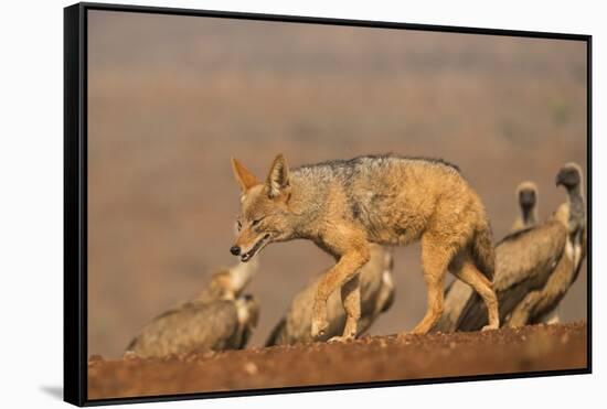 Blackbacked jackal (Canis mesomelas) with whitebacked vultures (Gyps africanus), Zimanga private ga-Ann and Steve Toon-Framed Stretched Canvas