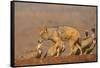 Blackbacked jackal (Canis mesomelas) with whitebacked vultures (Gyps africanus), Zimanga private ga-Ann and Steve Toon-Framed Stretched Canvas