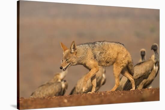 Blackbacked jackal (Canis mesomelas) with whitebacked vultures (Gyps africanus), Zimanga private ga-Ann and Steve Toon-Stretched Canvas