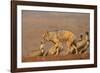 Blackbacked jackal (Canis mesomelas) with whitebacked vultures (Gyps africanus), Zimanga private ga-Ann and Steve Toon-Framed Photographic Print