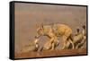 Blackbacked jackal (Canis mesomelas) with whitebacked vultures (Gyps africanus), Zimanga private ga-Ann and Steve Toon-Framed Stretched Canvas