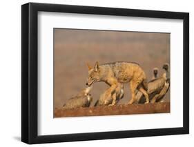 Blackbacked jackal (Canis mesomelas) with whitebacked vultures (Gyps africanus), Zimanga private ga-Ann and Steve Toon-Framed Premium Photographic Print