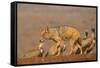 Blackbacked jackal (Canis mesomelas) with whitebacked vultures (Gyps africanus), Zimanga private ga-Ann and Steve Toon-Framed Stretched Canvas