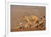 Blackbacked jackal (Canis mesomelas) with whitebacked vultures (Gyps africanus), Zimanga private ga-Ann and Steve Toon-Framed Photographic Print