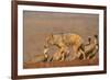 Blackbacked jackal (Canis mesomelas) with whitebacked vultures (Gyps africanus), Zimanga private ga-Ann and Steve Toon-Framed Photographic Print