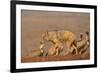 Blackbacked jackal (Canis mesomelas) with whitebacked vultures (Gyps africanus), Zimanga private ga-Ann and Steve Toon-Framed Photographic Print