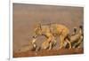 Blackbacked jackal (Canis mesomelas) with whitebacked vultures (Gyps africanus), Zimanga private ga-Ann and Steve Toon-Framed Photographic Print