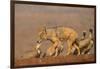 Blackbacked jackal (Canis mesomelas) with whitebacked vultures (Gyps africanus), Zimanga private ga-Ann and Steve Toon-Framed Photographic Print