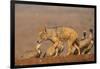 Blackbacked jackal (Canis mesomelas) with whitebacked vultures (Gyps africanus), Zimanga private ga-Ann and Steve Toon-Framed Photographic Print