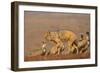 Blackbacked jackal (Canis mesomelas) with whitebacked vultures (Gyps africanus), Zimanga private ga-Ann and Steve Toon-Framed Photographic Print