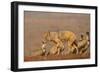 Blackbacked jackal (Canis mesomelas) with whitebacked vultures (Gyps africanus), Zimanga private ga-Ann and Steve Toon-Framed Photographic Print