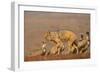 Blackbacked jackal (Canis mesomelas) with whitebacked vultures (Gyps africanus), Zimanga private ga-Ann and Steve Toon-Framed Photographic Print