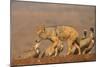 Blackbacked jackal (Canis mesomelas) with whitebacked vultures (Gyps africanus), Zimanga private ga-Ann and Steve Toon-Mounted Photographic Print