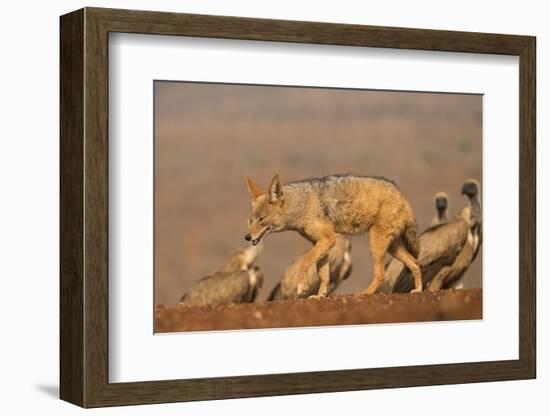 Blackbacked jackal (Canis mesomelas) with whitebacked vultures (Gyps africanus), Zimanga private ga-Ann and Steve Toon-Framed Photographic Print