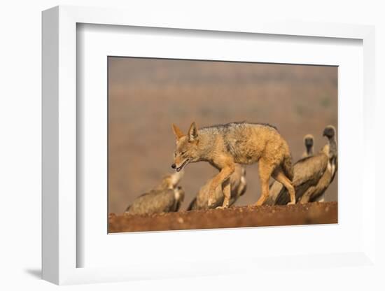 Blackbacked jackal (Canis mesomelas) with whitebacked vultures (Gyps africanus), Zimanga private ga-Ann and Steve Toon-Framed Photographic Print