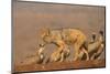 Blackbacked jackal (Canis mesomelas) with whitebacked vultures (Gyps africanus), Zimanga private ga-Ann and Steve Toon-Mounted Photographic Print