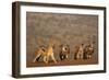 Blackbacked jackal (Canis mesomelas), Zimanga private game reserve, KwaZulu-Natal-Ann and Steve Toon-Framed Photographic Print