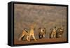 Blackbacked jackal (Canis mesomelas), Zimanga private game reserve, KwaZulu-Natal-Ann and Steve Toon-Framed Stretched Canvas