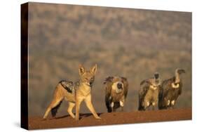 Blackbacked jackal (Canis mesomelas), Zimanga private game reserve, KwaZulu-Natal-Ann and Steve Toon-Stretched Canvas