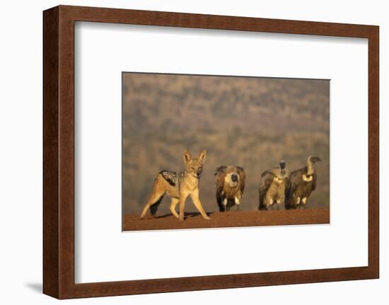 Blackbacked jackal (Canis mesomelas), Zimanga private game reserve, KwaZulu-Natal-Ann and Steve Toon-Framed Photographic Print