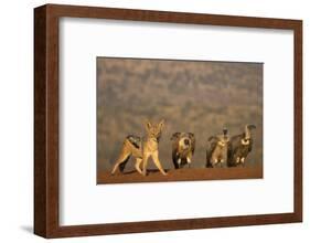 Blackbacked jackal (Canis mesomelas), Zimanga private game reserve, KwaZulu-Natal-Ann and Steve Toon-Framed Photographic Print