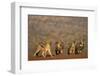 Blackbacked jackal (Canis mesomelas), Zimanga private game reserve, KwaZulu-Natal-Ann and Steve Toon-Framed Photographic Print