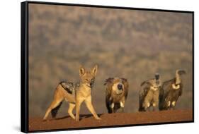 Blackbacked jackal (Canis mesomelas), Zimanga private game reserve, KwaZulu-Natal-Ann and Steve Toon-Framed Stretched Canvas