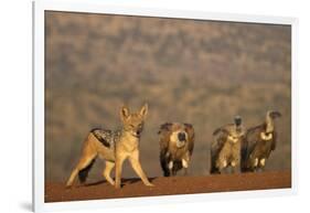 Blackbacked jackal (Canis mesomelas), Zimanga private game reserve, KwaZulu-Natal-Ann and Steve Toon-Framed Photographic Print