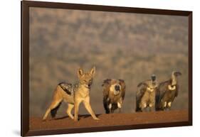 Blackbacked jackal (Canis mesomelas), Zimanga private game reserve, KwaZulu-Natal-Ann and Steve Toon-Framed Photographic Print