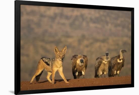 Blackbacked jackal (Canis mesomelas), Zimanga private game reserve, KwaZulu-Natal-Ann and Steve Toon-Framed Photographic Print