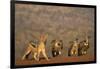 Blackbacked jackal (Canis mesomelas), Zimanga private game reserve, KwaZulu-Natal-Ann and Steve Toon-Framed Photographic Print