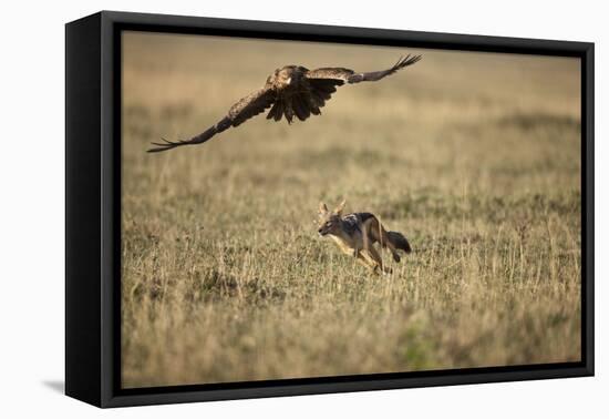 Blackbacked Jackal Chasing Tawny Eagle Near Wildebeest Kill-Paul Souders-Framed Stretched Canvas