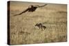 Blackbacked Jackal Chasing Tawny Eagle Near Wildebeest Kill-Paul Souders-Stretched Canvas