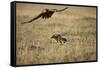 Blackbacked Jackal Chasing Tawny Eagle Near Wildebeest Kill-Paul Souders-Framed Stretched Canvas