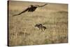 Blackbacked Jackal Chasing Tawny Eagle Near Wildebeest Kill-Paul Souders-Stretched Canvas