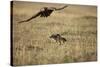 Blackbacked Jackal Chasing Tawny Eagle Near Wildebeest Kill-Paul Souders-Stretched Canvas