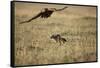 Blackbacked Jackal Chasing Tawny Eagle Near Wildebeest Kill-Paul Souders-Framed Stretched Canvas