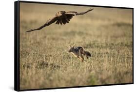 Blackbacked Jackal Chasing Tawny Eagle Near Wildebeest Kill-Paul Souders-Framed Stretched Canvas