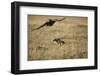 Blackbacked Jackal Chasing Tawny Eagle Near Wildebeest Kill-Paul Souders-Framed Premium Photographic Print